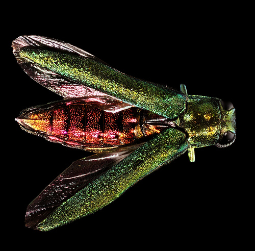 Despite its beautiful colouring, the emerald ash borer has been devastating to the region's ash canopy. 