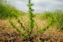 Trees Ontario's new annual DIY Forest program