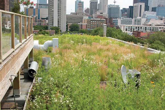 Hybrid meadow/grassland community. Two views of Robertson Building on Spadina.