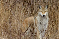 Coyotes on the Toronto Islands.