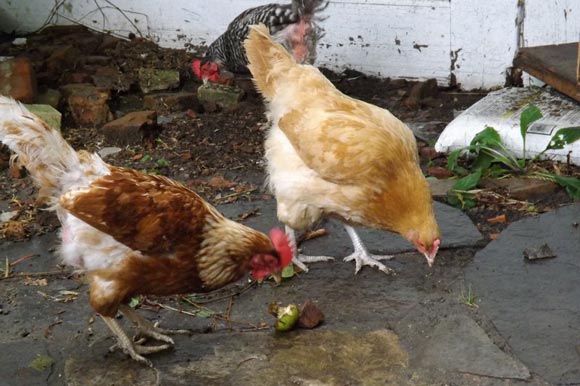 Chickens out in the yard.