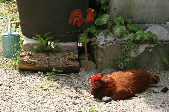 Chicken sunbathing on a warm afternoon.