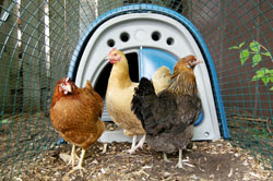 Lorraine Johnson's chickens.