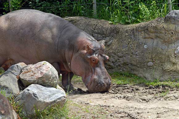 Hippo at the Toronto Zoo.
