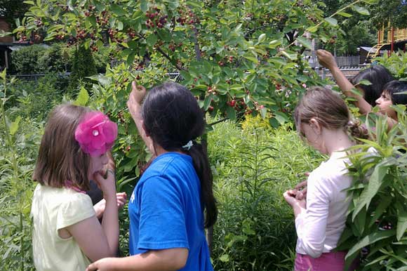 Picking berries.