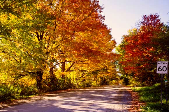 Autumn leaves north of the GTA.