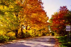 Autumn leaves north of the GTA.