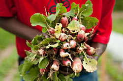 Black Creek Farm