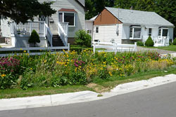 This rain garden in the Lakeview neighborhood of Mississauga, Ontario absorbs stormwater and reduces