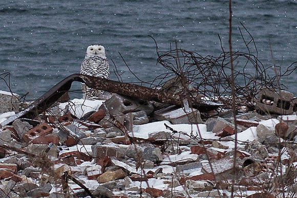 Snowy Owl at the Leslie Spit.