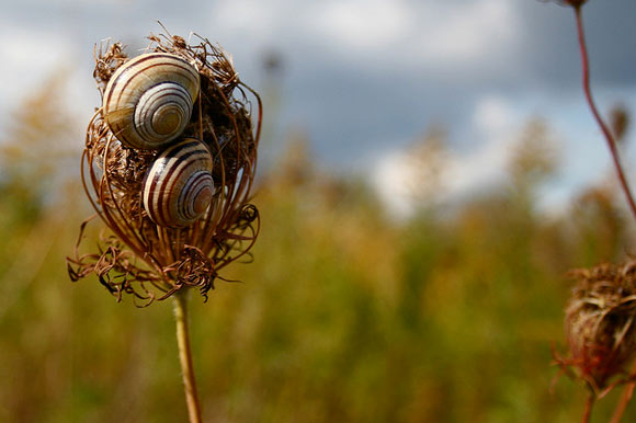 Snails rest on a wildflower at Tommy Thompson Park.
