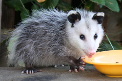 Opossum in Toronto.