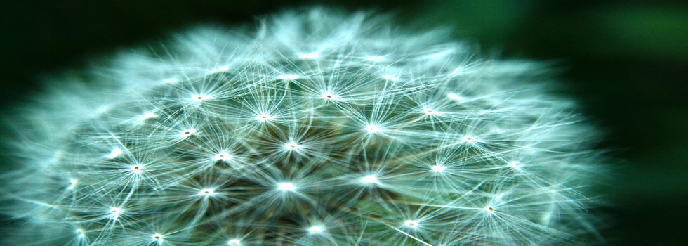 fuzzy dandelion 