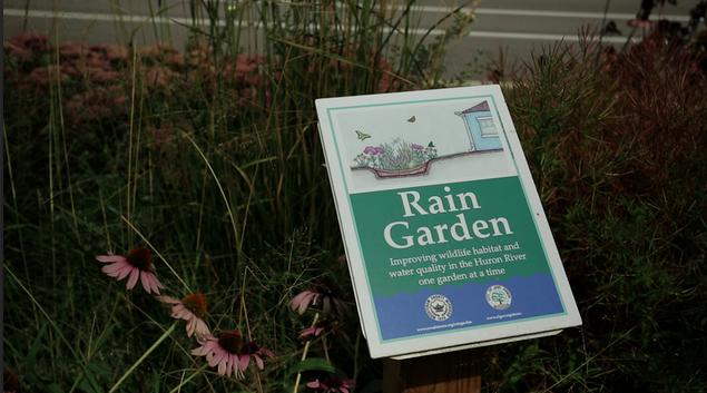 Rain gardens are one form of green infrastructure that can be used to purify road runoff. In addition to cleaning up stormwater, they provide critical wildlife habitat.