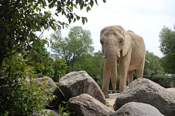 Elephant at the Toronto Zoo.