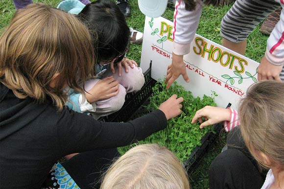 Kids admiring fresh sprouting pea shoots.