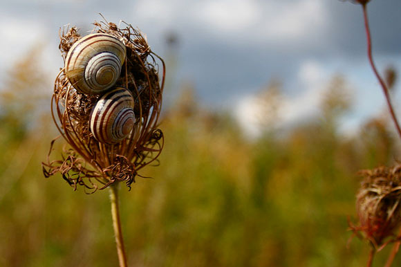 Snails rest on a wildflower at Tommy Thompson Park.